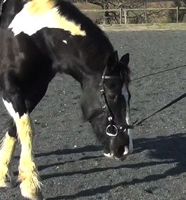 Lunging a horse with a Micklem Multibridle