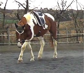  Good lunging is beneficial for horses at all stages of work