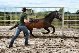 Tension-inducing practices to gain rapid submission of the horse