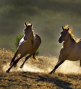 wild horses showing natural counter-bend