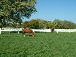 lush grazing