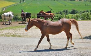 The agressive sending away characteristic of the Monty Roberts technique