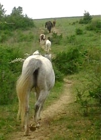 horses moving on paddock paradise lanes