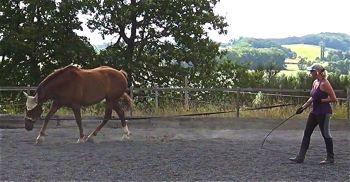 Click here for more about lunging a horse