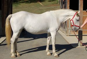 Octavia: an aggressive horse rescued