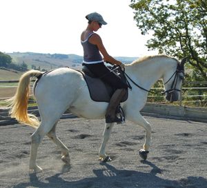 rescue horse success