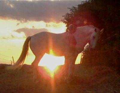 horse in sunset