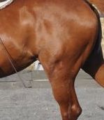 posture horse hind-leg muscles
