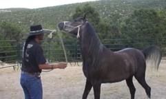 natural horse training rope swinging