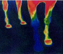 thermograph one foot shod