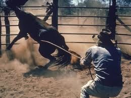 training horses with force and violence