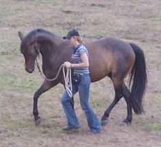training horses: natural horsemanship