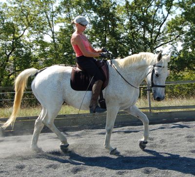 ultimate dressage solution: unity through straightness