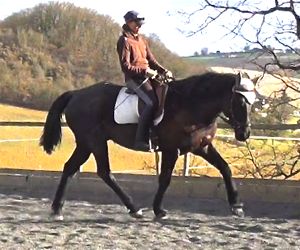 ultimate dressage solution: straightness for resolving bad conformation