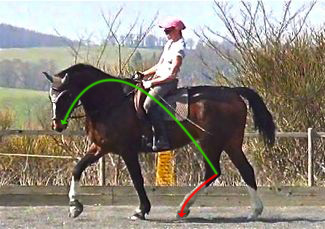 ultimate dressage solution: hindleg propulsion