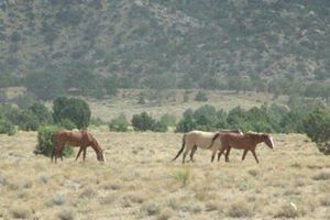 wild horse grazing