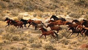 wild horses galloping