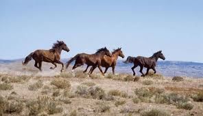 wild horses galloping