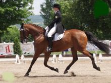 disrecpectful dressage riding