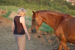 developing a personal relationship with horses