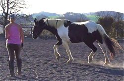how to train a horse lungeing