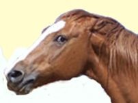 unhappy horse