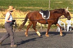 lungeing a horse correctly