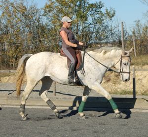 dummy foal becomes dressage horse