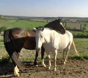 xas and phoenix - a happy couple!