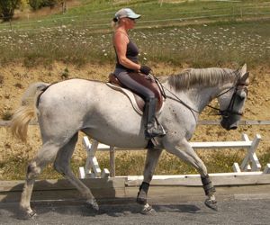 dummy foal becomes dressage horse