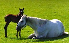 dummy foal recovery