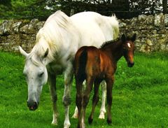 dummy foal recovery