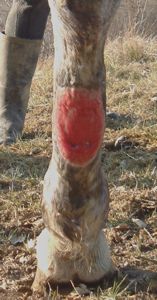 leg wound after operation to remove proud flesh