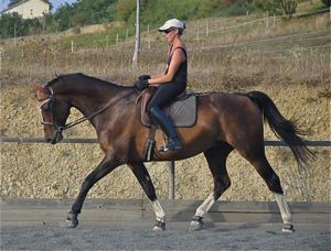 correct dressage engagement on the bit