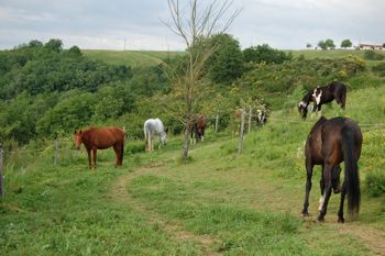 horses in their paddock paradise 