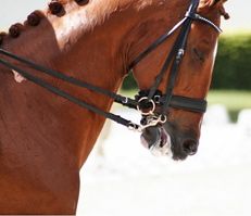 bridle problems from tight nosebands
