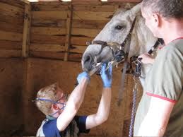 Regular quality equine dentistry is important to maintain the horse's comfort