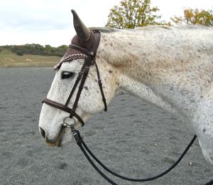 A happy horse in a comfortable bridle