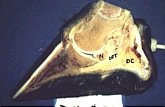 cross section of domestic horse hoof