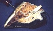 cros section of wild horse hoof