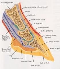 horse hoof anatomy