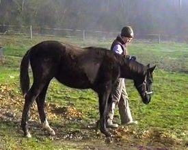 Leading a Foal