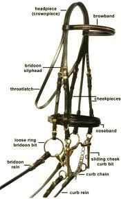 dressage double bridle