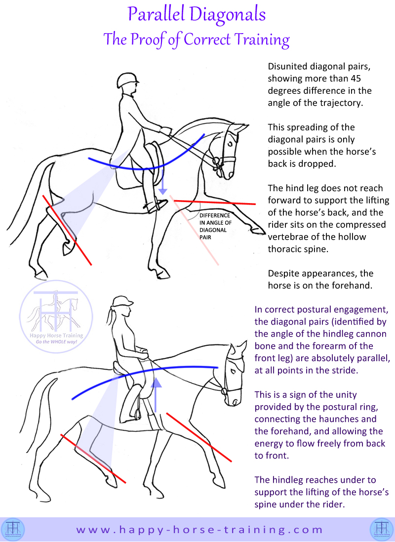 horse gaits diagram