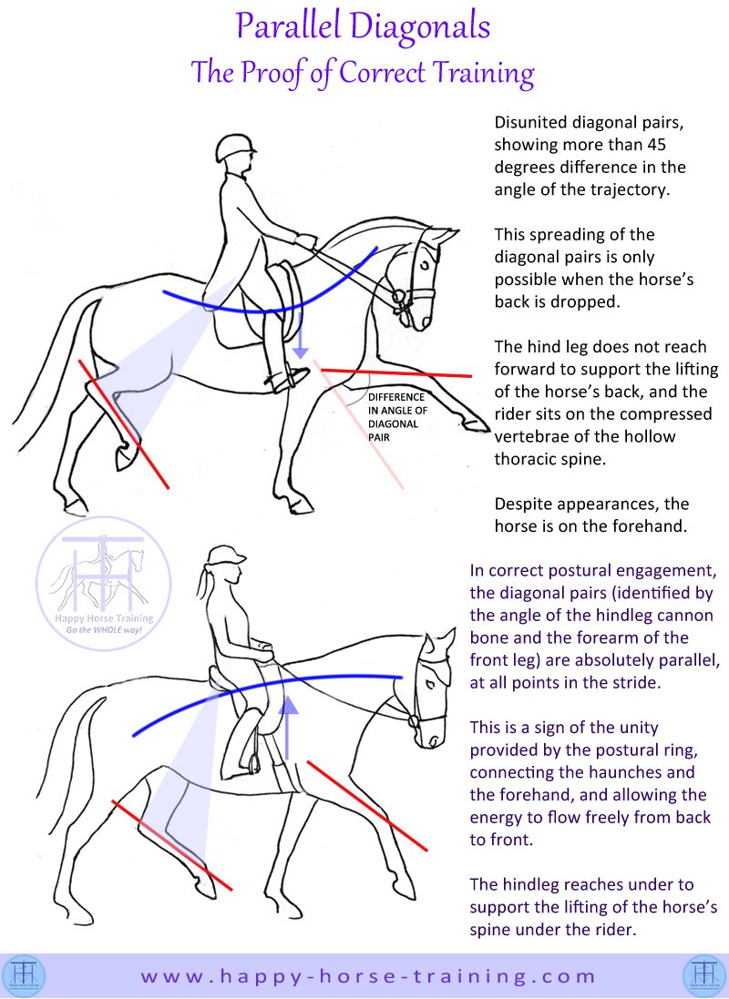 Gymnastic riding preserves the purity of the gaits instead of prioritising spectacular appearances