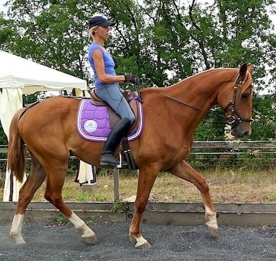 dressage training tips for engagement