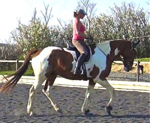 dressage training tips: leg position