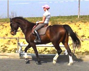 The dressage seat that promotes engagement