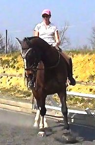 dressage training tips: shoulder-in