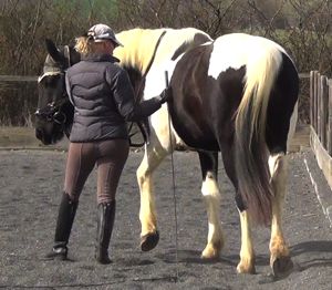 Dressage training tips: yielding work in-hand